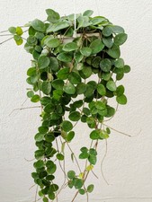 HOYA MATHILDE  1 x Cutting Esqueje 20 cm Live Wax plant