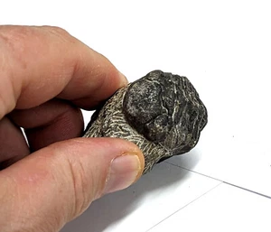 Devonian Age TRILOBITE Fossil From Morocco (#F4484) - Picture 1 of 5