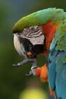 Kopfschuss eines Harlekin-Ara-Papageis. (168228550)