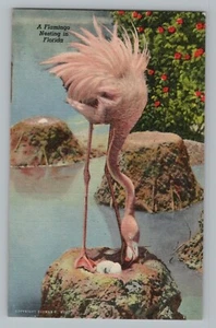 Hialeah Park Florida FL A Flamingo Nesting Leinen Postkarte 1945 - Bild 1 von 2