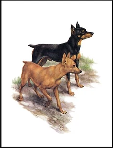 MINIATURE PINSCHER TWO LITTLE DOGS LOVELY VINTAGE STYLE DOG ART PRINT POSTER - Picture 1 of 1