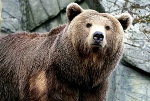 BRAUNBÄR POSTER BILD FOTODRUCK Nordamerika Winterschlaf Grizzly 4597 - Bild 1 von 1