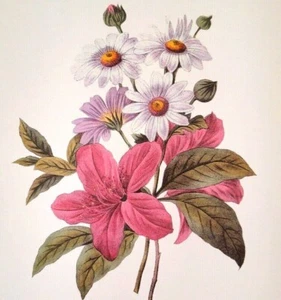 Redoute Floral Bouquet Botanical Flowers Print Plate 39 Azalea et Chrysantheme - Picture 1 of 3