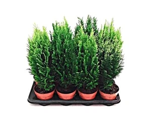 Planta Natural Coníferas. Pack de 8/U. Planta exterior. Maceta 13cm. - Imagen 1 de 2