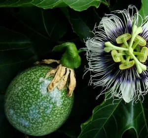 Passiflora edulis f. edulis - Sweet Purple Granadilla - 30 Sementes - Bild 1 von 8