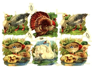 Birds, poultry, ducks, paper scraps from Tuck Gigantic Relief 1505 circa 1900 - Picture 1 of 2