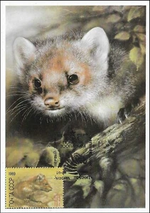 Stoat Mustela Erminea Portimo Carnivore Fauna Forest Russia Mint Maxi FDC 1989 - Picture 1 of 1