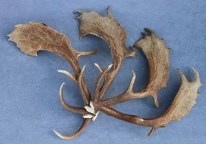 SET OF 4 SHED FALLOW DEER ANTLERS (WALL DISPLAY, FURNITURE, CARVING, CHANDELIER) - Picture 1 of 13