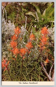 The Indian Paintbrush Wyoming's State Flower Chrome Postcard - Picture 1 of 2