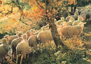 1 MEXIMIEUX TROUPEAU DE MOUTONS - Imagen 1 de 2