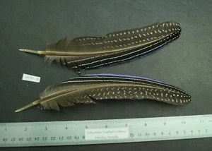 One Pair ~9" Vulturine Guinea Fowl Cobalt Fringe Wings Lot-SF-33 - Picture 1 of 2