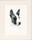 ENGLISH BULL TERRIER OLD DOG HEAD STUDY PRINT 1935 BY C.F. WARDLE READY MOUNTED
