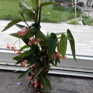 Forellenbegonie rosa - Bild 1 von 4