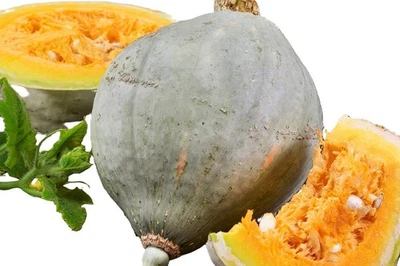 Semillas de calabaza de invierno Blue Hubbard, orgánicas USDA, ENVÍO GRATUITO Foto 1 de 3