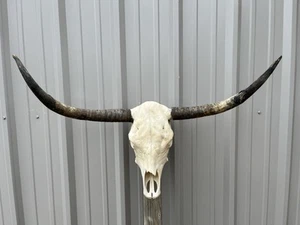 "Calavera de novillo Longhorn 3 pies 7"" de ancho sin pulir cuerno de toro montada cabeza de vaca" - Imagen 1 de 2