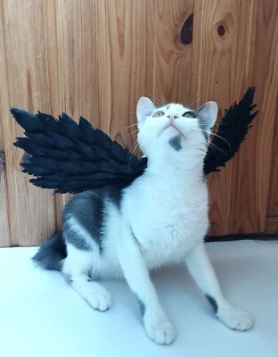 Black wings for pet cat dog rabbit Halloween costume wings for photo proops Foto 1 de 4