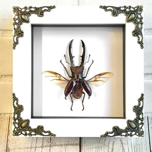 Golden Stag Beetle Cyclommatus metalífero blanco estilo barroco caja marco exhibición - Imagen 1 de 2