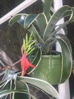 BILLBERGIA AMOENA STOLONIFERA  "ALBOMARGINATED"/VARIEGATED +1 smaller free/SALE - Image 1 of 4