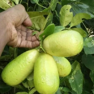 BeauFlora Hybrid Lemon ( Gandharaj Lemon , Layering ) Exotic 1 Bare-Root Plant - Picture 1 of 3