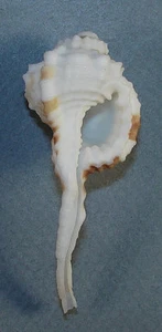 CYMATIUM EXILIS 56.87mm BEAUTIFUL SPECIMEN off Bogo, N.E. Cebu, Philippines - Picture 1 of 2