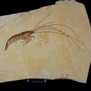 7.6" Acanthochirana Fossil Shrimp Upper Jurassic Age Solnhofen FM Germany Stand - Picture 1 of 6