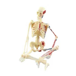 Scheletro umano modello anatomico assemblaggio biologia medica insegnamento - Foto 1 di 6