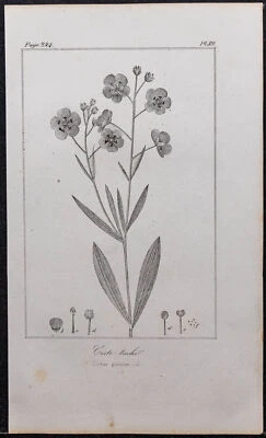1846 - Cistus Stained - engraving antique (Botany) - Cistacées - Bild 1 von 3