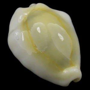 CYPRAEA (Monetaria) MONETA MONETOIDES (Olango Isl., Philippines) 22.6mm #47141 - Picture 1 of 4