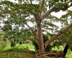 100+ Balsa Wood Tree Seedss (Ochroma pyramidale) Fast Growing Lightweight Timber - Picture 1 of 8