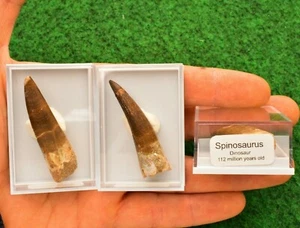 4-5 cm Spinosaurus Dinosaur Tooth Teeth Boxed 100% Fossil Morocco Cretaceous #M - Foto 1 di 9