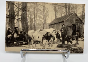 Vtg RPPC Gathering Sap In Vermont Maple Orchard 1978 - Picture 1 of 2
