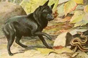 A4 Photo Fuertes Louis Agassiz 1919 Belgian Schipperke Print Poster - Picture 1 of 1