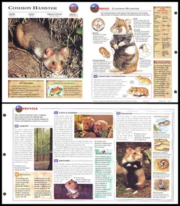 Fold-Out Sheet - Common Hamster - 315 - Picture 1 of 1