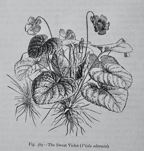 c1872 Antique Figuier Print THE SWEET VIOLET / VIOLA ODORATA The Vegetable World - Picture 1 of 2