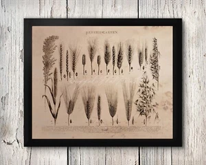 Getreide Reis Weizen Sorghum Gerste Dinkel Küche Deko Bauernhof Poster Druck - Bild 1 von 5
