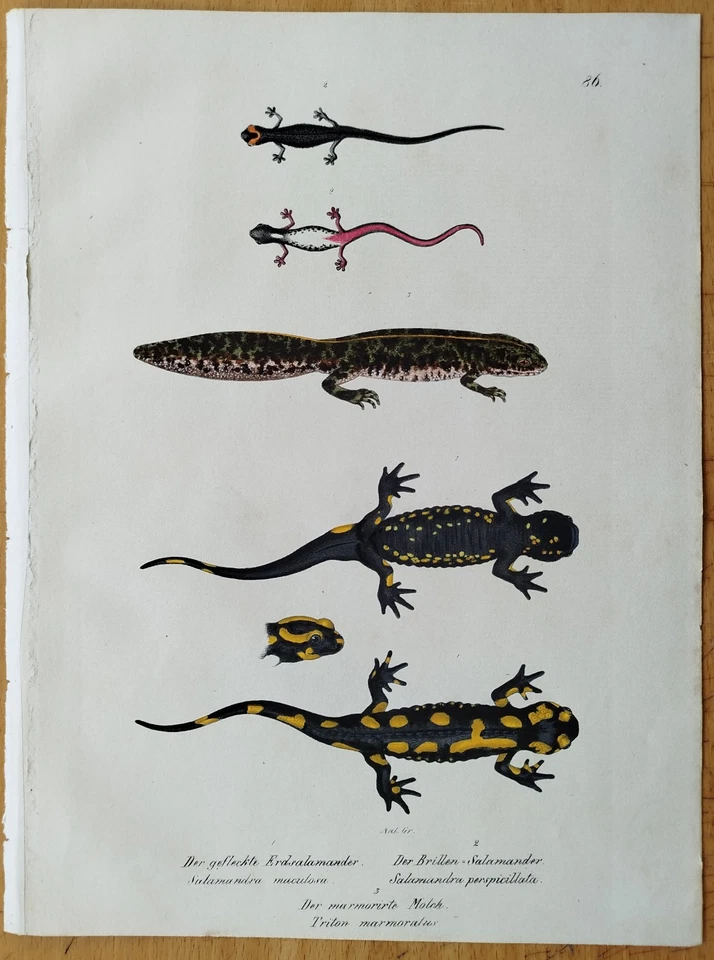 Salamander Triton Schinz/Brodtmann Großer Originaldruck Reptilien # 1833 - Bild 1 von 1