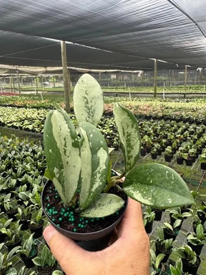 Hoya AH 074 | Rare Live Indoor & Outdoor Tropical House Wax Plant in 4" Pot - Image 1 of 4