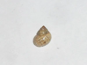 LITTORINA SAXATILIS AWESOME - Picture 1 of 2