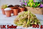 fresh sphagnum moss  (Big)  100 g