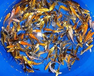 25-Lot Assorted 4"-5” Standard Fin Live Koi Fish for koi pond Garden PKF - Picture 1 of 4