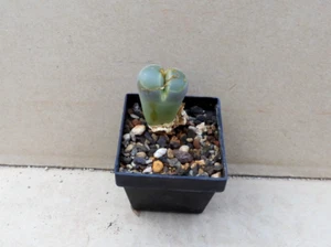 Lithops olivaceae - Bild 1 von 2