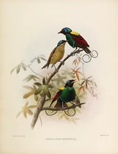 Pl. N.14 Difillodi Repubblica Uccellini del Paradiso di Daniel Elliot Giclée Repro - Foto 1 di 2
