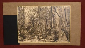 Fotografia vintage in bianco e nero di Fairy Glen Dwygfylchi. Galles del N° - Foto 1 di 16