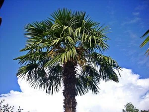 Chinesische Hanfpalme - Trachycarpus fortunei - Winterharte Palme - Palmen - Bild 1 von 11