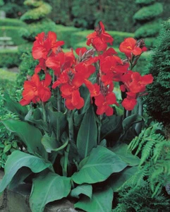 The President Dwarf Canna Lily Flower 28" Variety 2 Rhizomes Bulbs - Picture 1 of 2