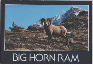 Big Horn Ram Postcard - Picture 1 of 2