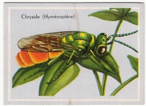 CHRYSIDIDAE CHRYSIDE HYMÉNOPTÈRES HYMENOPTERA INSECTE INSECT IMAGE CARD 1960'S - Picture 1 of 2