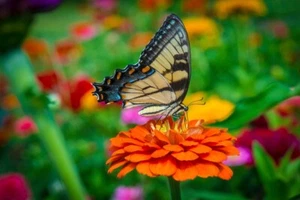 BLACK & YELLOW BUTTERFLY, Orange Flower, Photo Print (Borderless) Poster 19x13" - Picture 1 of 2