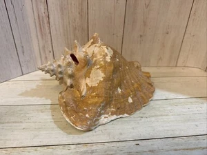 HORNED Huge Large King Helmet CONCH SHELL Ocean 3lbs 6oz Beautiful Beach Decor - Picture 1 of 6