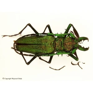 Psalidognathus friendi - M, Beautiful, 62mm, Green/red, nice! A- - Zdjęcie 1 z 1